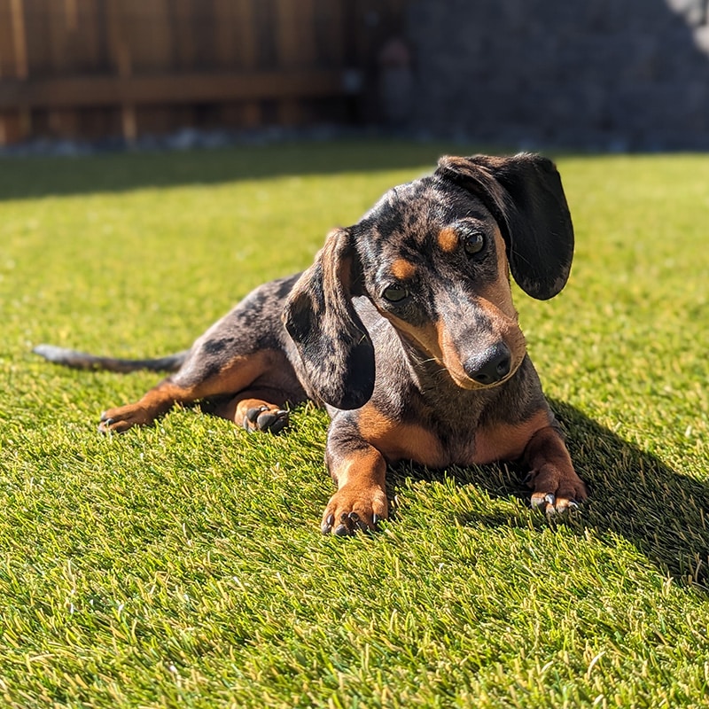 The Doxie Whisperer The Doxie Whisperer