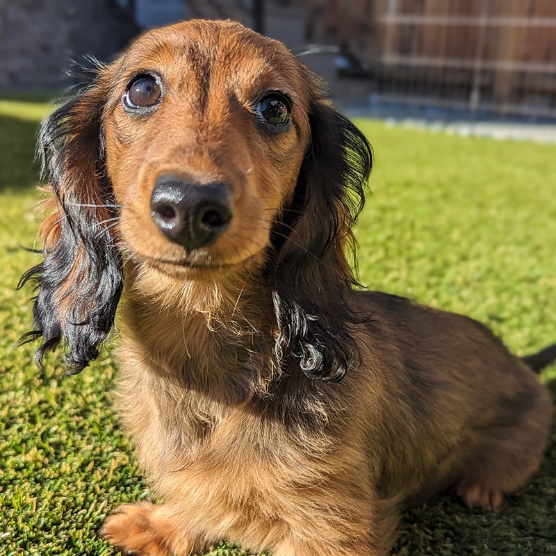 The Doxie Whisperer The Doxie Whisperer