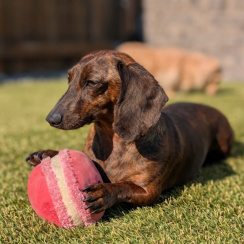 The Doxie Whisperer The Doxie Whisperer